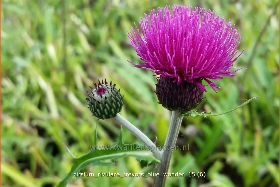 Cirsium rivulare 'Trevor´s Blue Wonder'