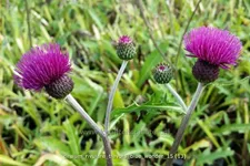 Cirsium rivulare 'Trevor´s Blue Wonder'