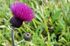 Cirsium rivulare 'Trevor´s Blue Wonder'