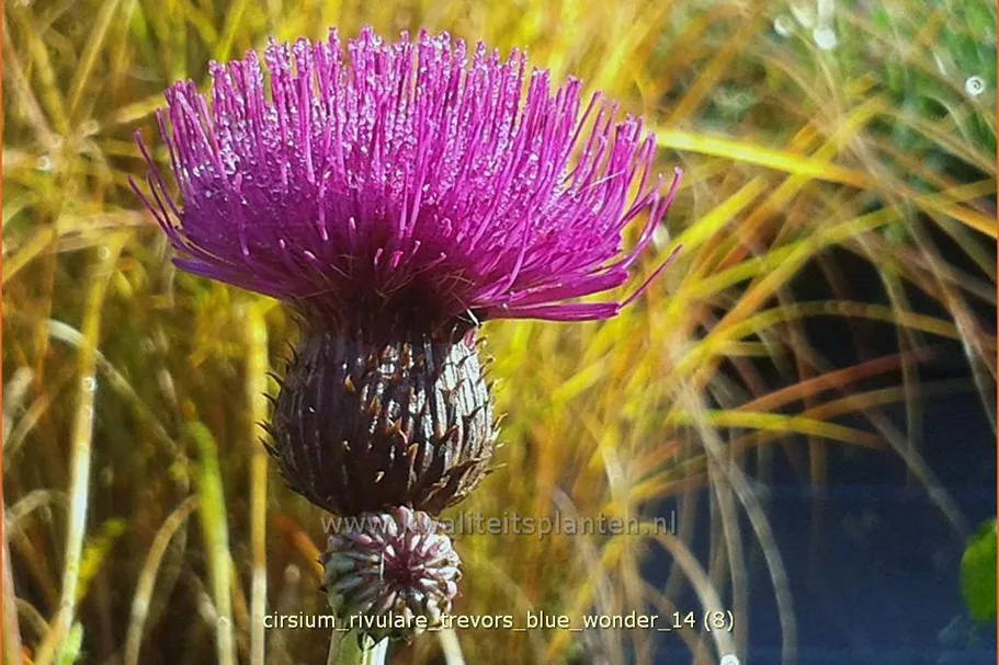 Cirsium rivulare 'Trevor´s Blue Wonder'