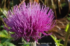 Cirsium rivulare 'Trevor´s Blue Wonder'