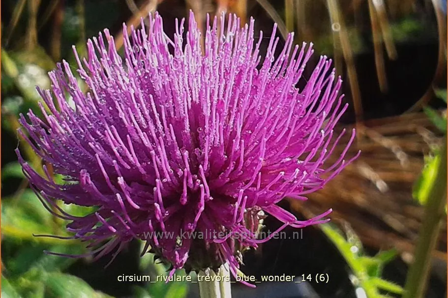 Cirsium rivulare 'Trevor´s Blue Wonder'