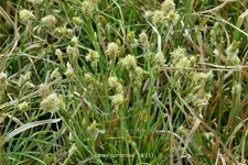 Carex umbrosa