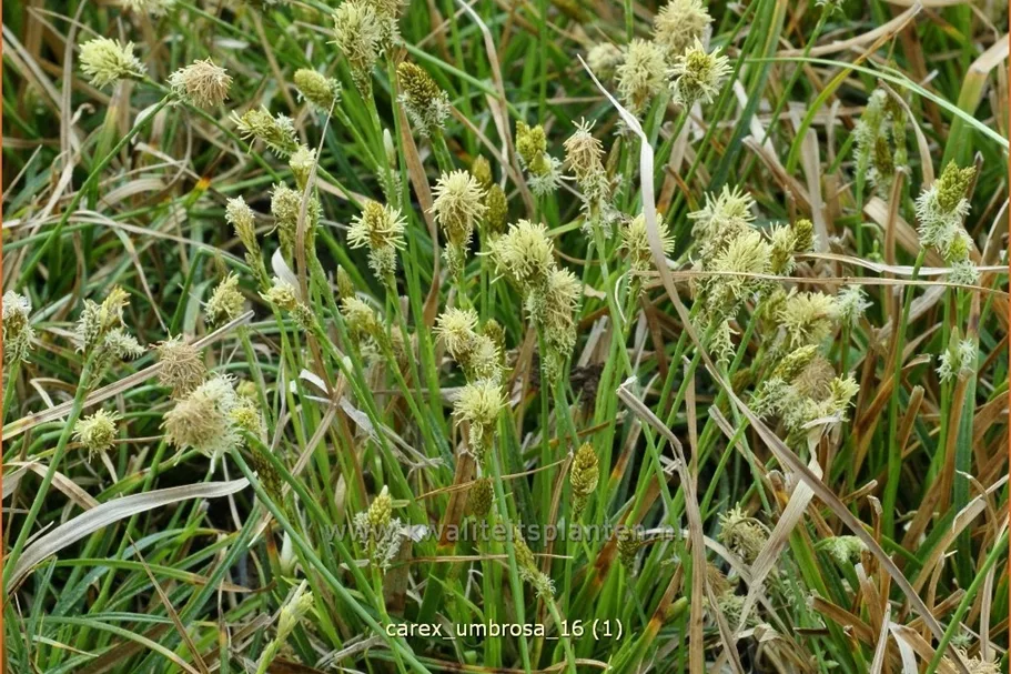Carex umbrosa