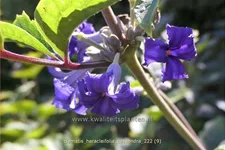 Clematis heracleifolia 'Cassandra'