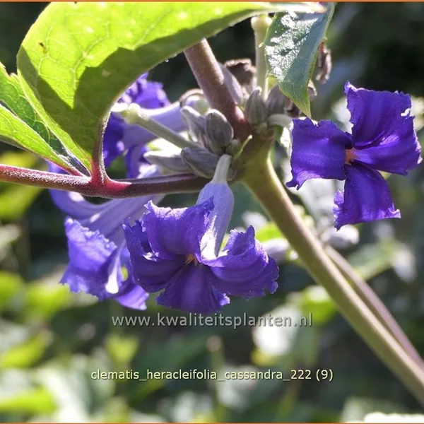 Clematis heracleifolia 'Cassandra'