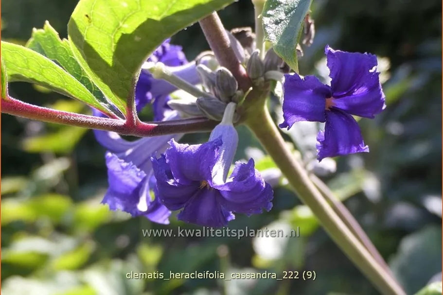 Clematis heracleifolia 'Cassandra'