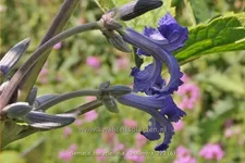 Clematis heracleifolia 'Cassandra'