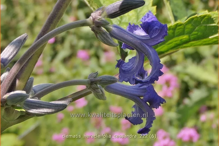 Clematis heracleifolia 'Cassandra'