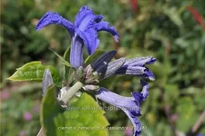 Clematis heracleifolia 'Cassandra'