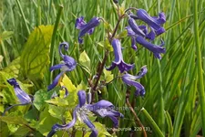 Clematis heracleifolia 'China Purple'