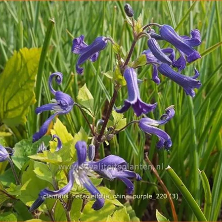 Clematis heracleifolia 'China Purple'