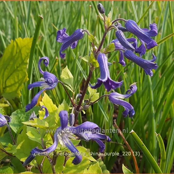 Clematis heracleifolia 'China Purple'
