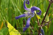 Clematis heracleifolia 'China Purple'