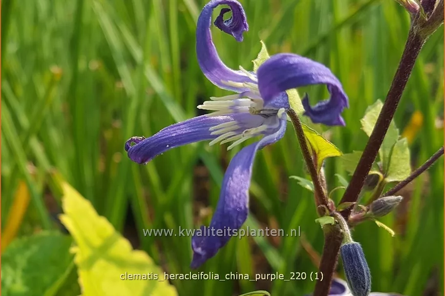 Clematis heracleifolia 'China Purple'