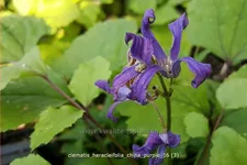 Clematis heracleifolia 'China Purple'