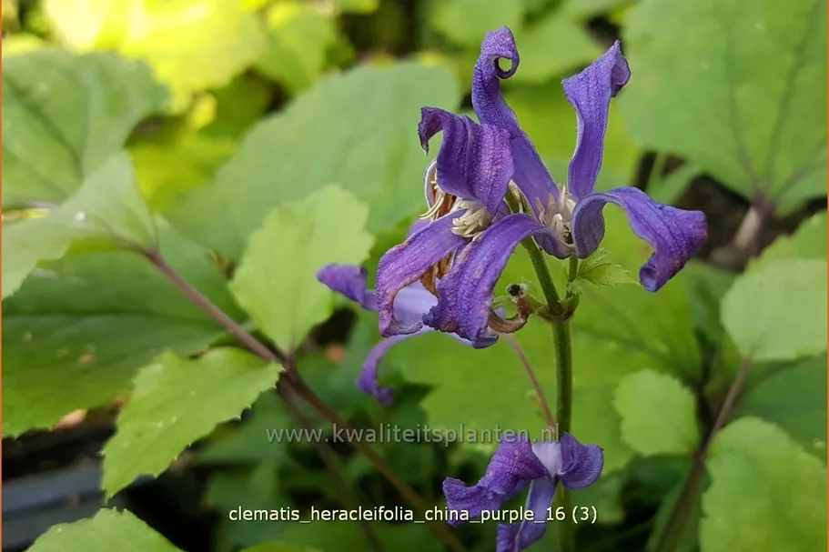 Clematis heracleifolia 'China Purple'
