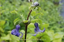 Clematis heracleifolia 'China Purple'
