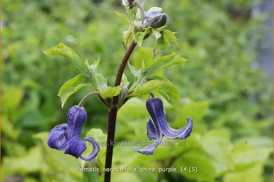 Clematis heracleifolia 'China Purple'