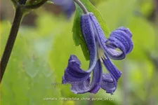 Clematis heracleifolia 'China Purple'