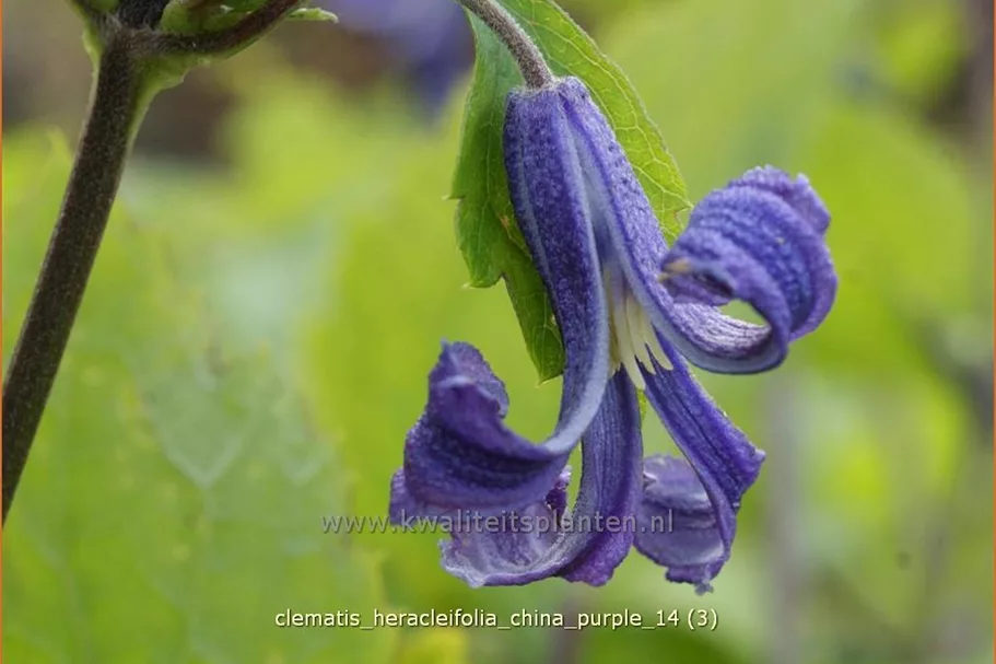Clematis heracleifolia 'China Purple'