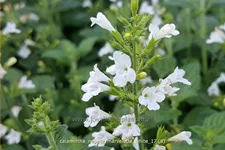 Calamintha nepeta 'Marvelette White'