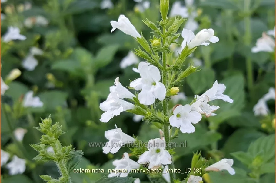 Calamintha nepeta 'Marvelette White'