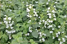 Calamintha nepeta 'Marvelette White'