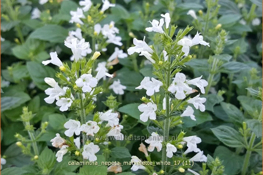 Calamintha nepeta 'Marvelette White'