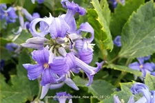 Clematis heracleifolia 'New Love'