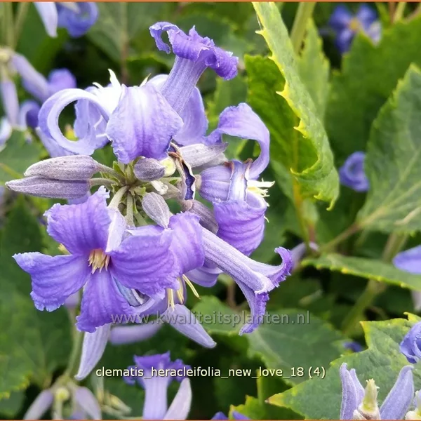 Clematis heracleifolia 'New Love'