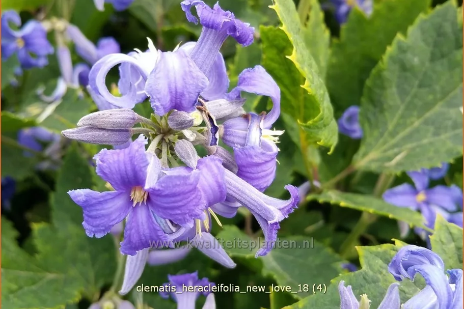 Clematis heracleifolia 'New Love'