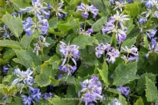 Clematis heracleifolia 'New Love'