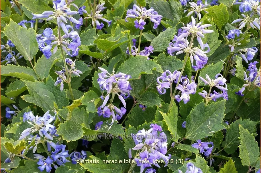 Clematis heracleifolia 'New Love'