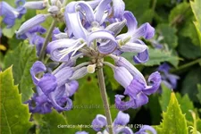 Clematis heracleifolia 'New Love'