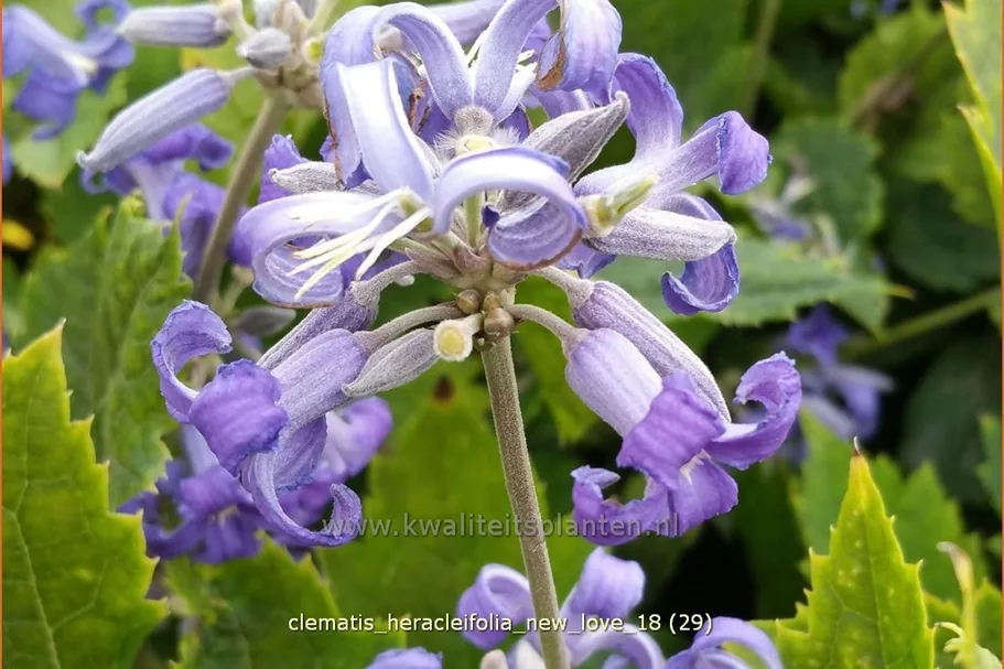 Clematis heracleifolia 'New Love'