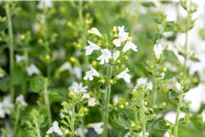 Calamintha nepeta 'Marvelette White'