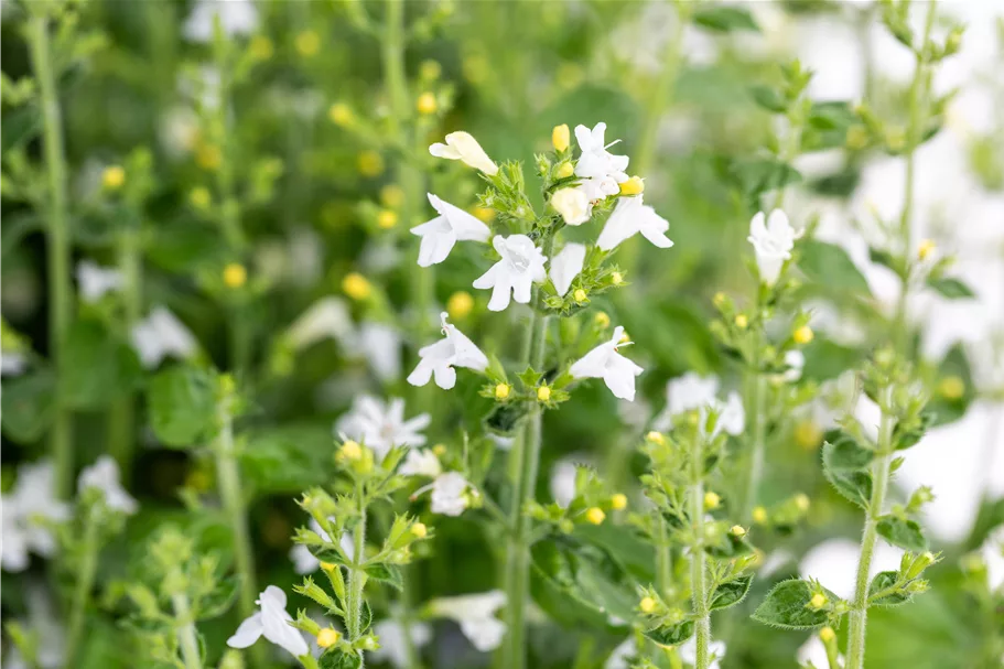 Calamintha nepeta 'Marvelette White'