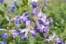 Clematis heracleifolia 'New Love'