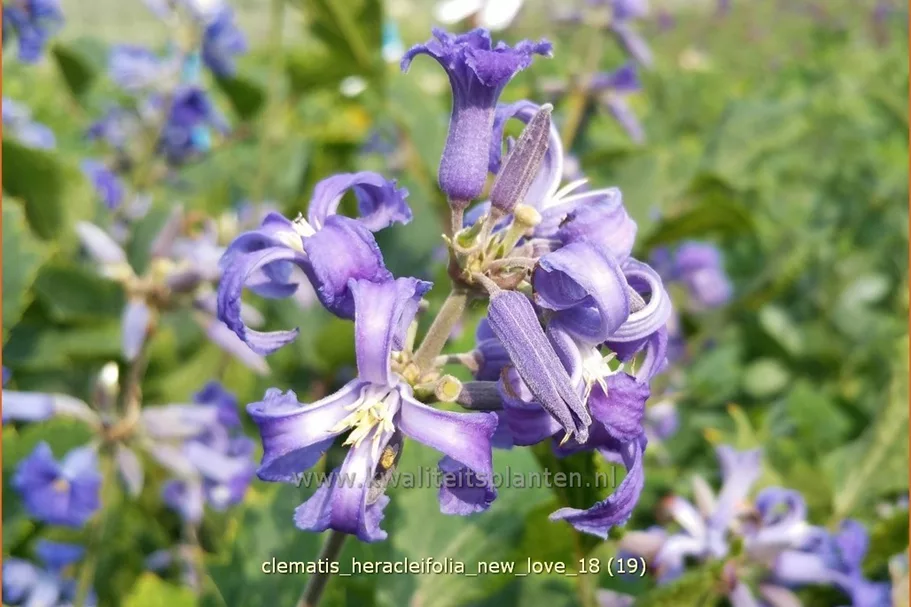 Clematis heracleifolia 'New Love'