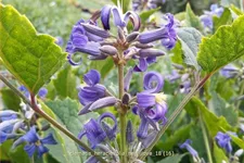 Clematis heracleifolia 'New Love'
