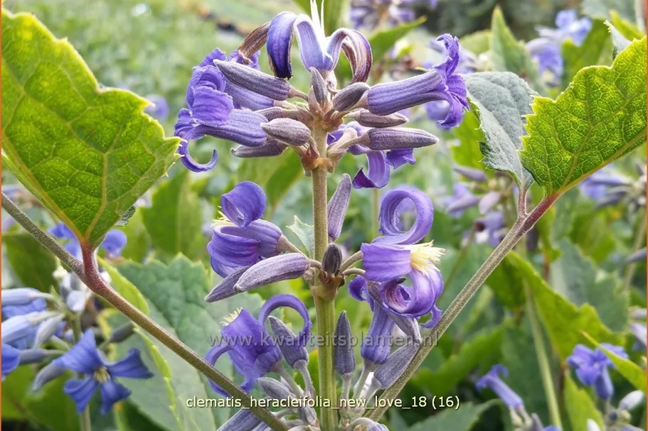 Clematis heracleifolia 'New Love'