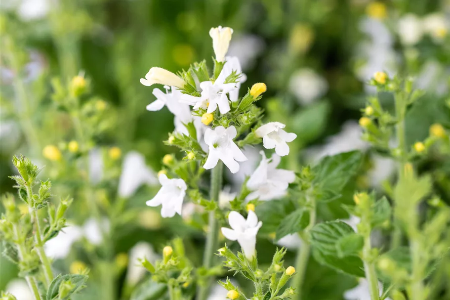 Calamintha nepeta 'Marvelette White'