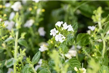 Calamintha nepeta 'Marvelette White'