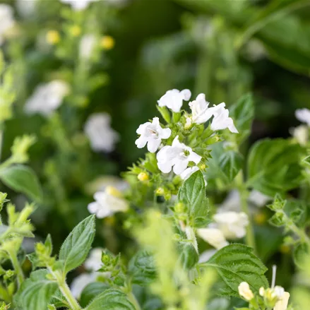 Calamintha nepeta 'Marvelette White'