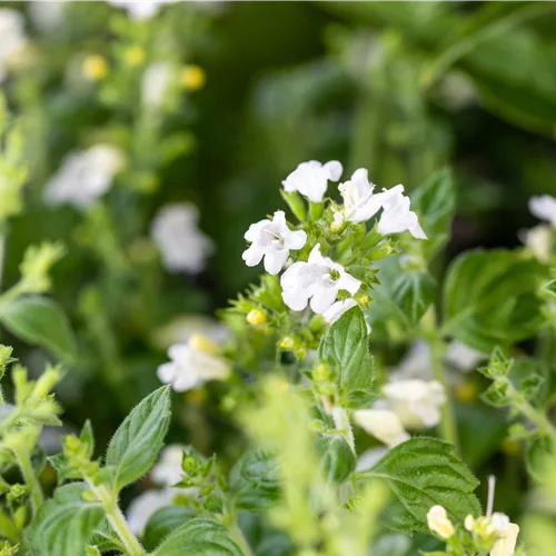 Calamintha nepeta 'Marvelette White'