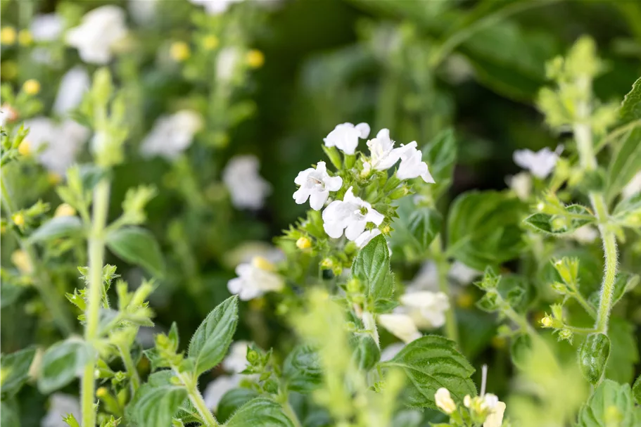 Calamintha nepeta 'Marvelette White'