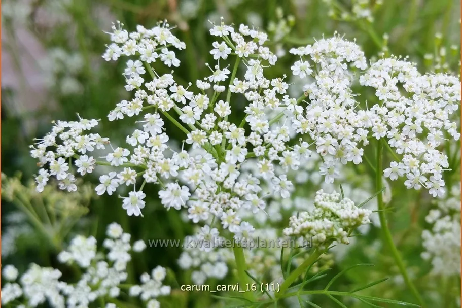 Carum carvi