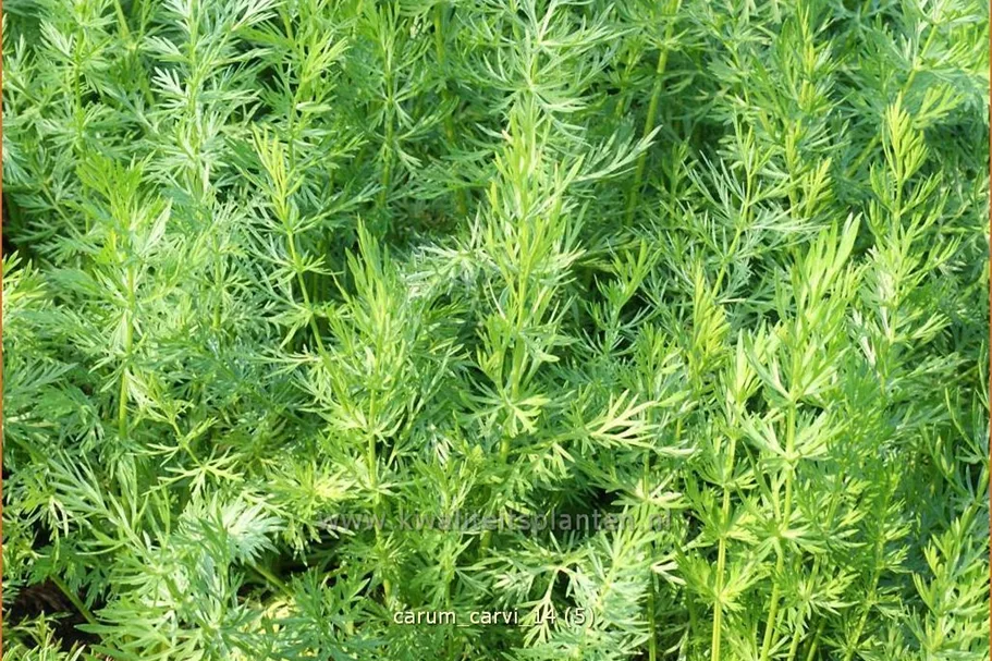 Carum carvi