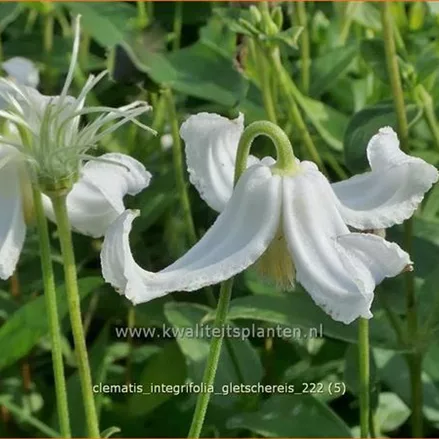 Clematis integrifolia 'Gletschereis'
